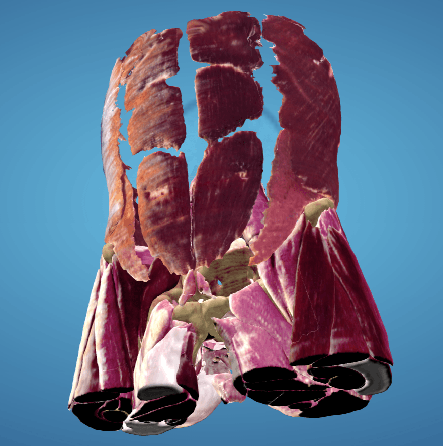 A detailed 3D anatomical model of the torso and pelvis showing textured muscles and bones against a blue background.