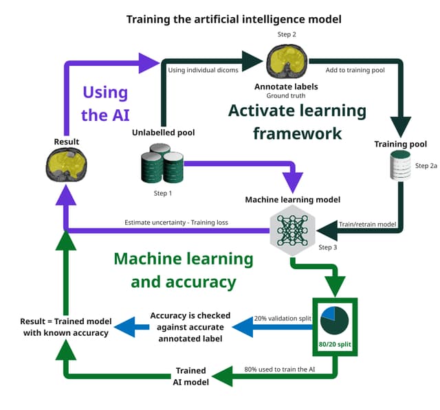 Domain-based Abdomen