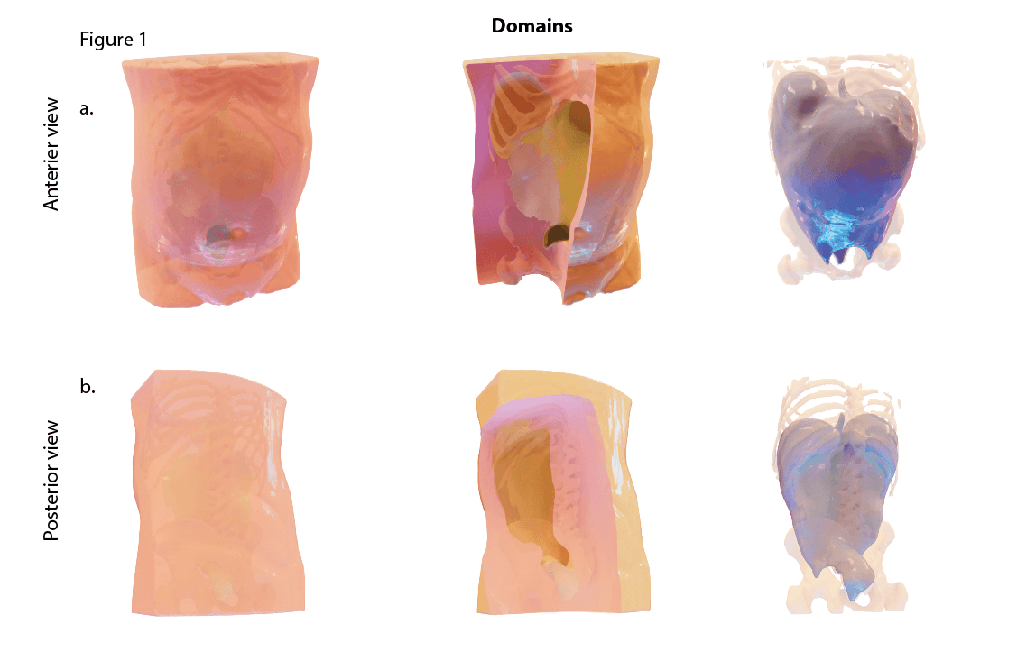 Anterior and posterior 3D views of the abdominal domains, with sectioned views and the skeleton for context.