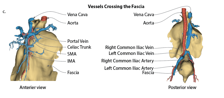 Anterior and posterior 3D views of blood vessels crossing the fascia, with the aorta, vena cava and major branches labelled.