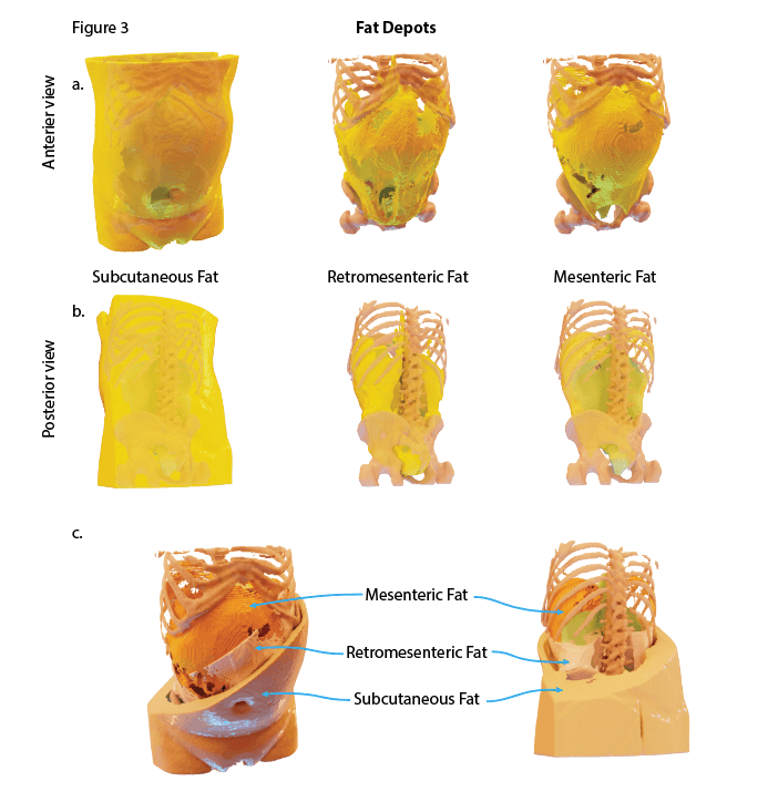 Anterior, posterior and sectioned 3D reconstructions of subcutaneous, retromesenteric and mesenteric fat depots.