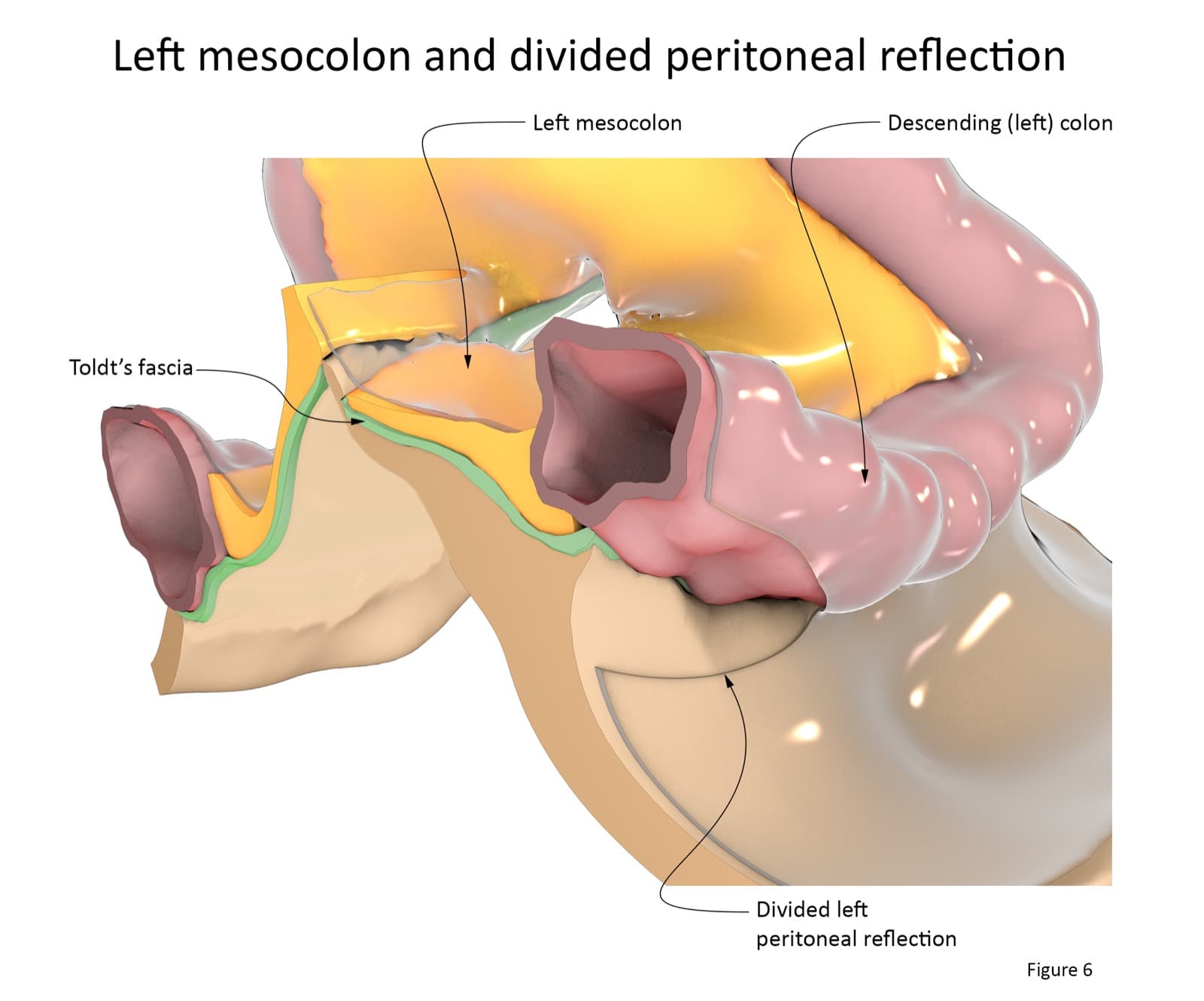 Gray's Anatomy left mesocolon figure